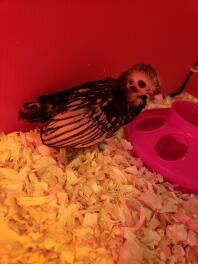 Golden sebright chick