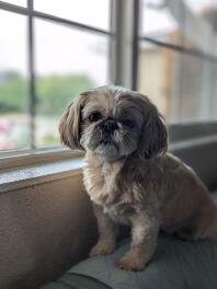 Shih Tzu sitting on sofa.