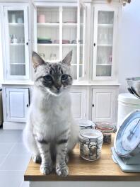 Cat sitting on counter