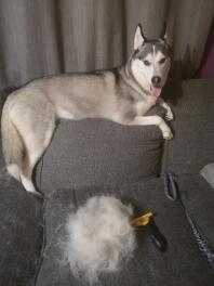 After a 5 minute brush!