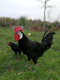 A large black chicken and a small black chicken on grass