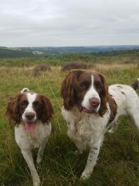 male and female Springer spaniels (Sweep and Leia)