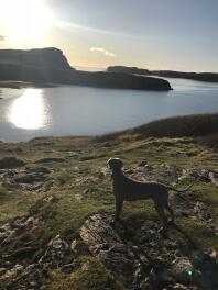 Weimaraner admiring the view