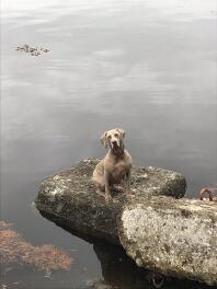 Weimaraner by the loch