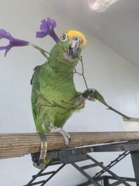 Yellow crowned Amazon