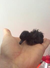 4 hours old duckling