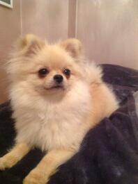 Pomeranian dog on blanket