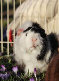 An abyssinien guinea pig.