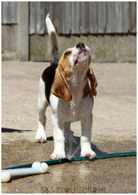 Bramble, our cheeky 12 weeks old beagle puppy