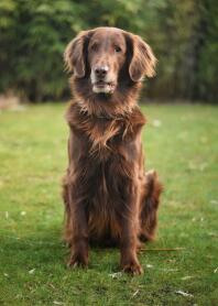 A brown retriever sat on a garden lawn