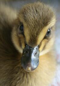 Dave, 2 day old runner duckling.
