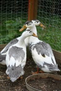 Trio blue magpie ducks