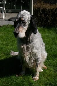 A very well-behaved, somewhat older english setter.
