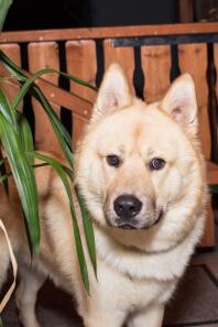 Eurasier dog