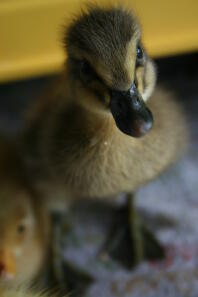 Dave at 2 days old.