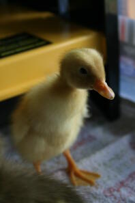 Watt the white Indian Runner duckling at two days.