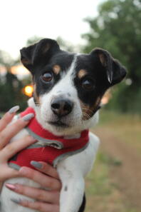 Bailey a short haired tri colour jack Russel terrier 