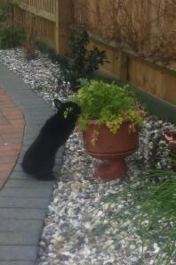 George has found the parsley! 