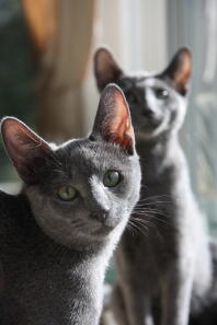 Manya and Mimi at 12 weeks old by Galina Baker-Zavadskaya