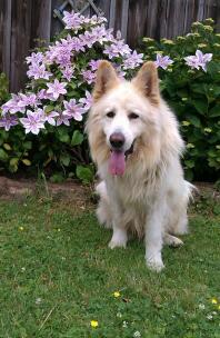 White German Shepherd.