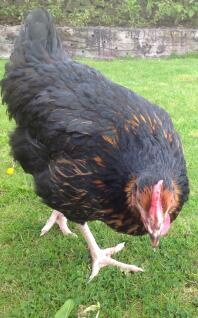 Miss pepperpots have beautiful feathers