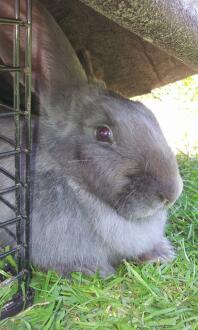 jessica rabbit enjoying the sunshine