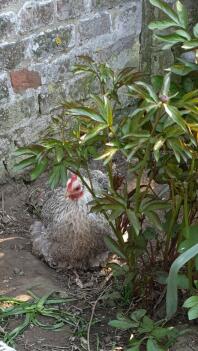 Chicken sitting in plants
