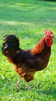 A big red rhode island red chicken!