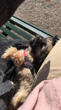 Shih tzu laying down