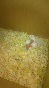 A baby chick hatching from an egg
