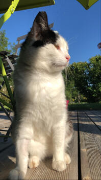 A cat enjoying the sun on the decking.