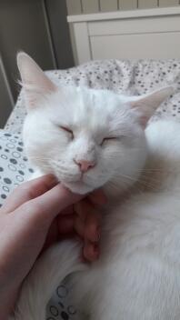 A white cat being scratched around the neck