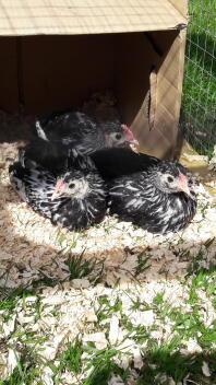 6 week old silver spangled hamberg bantam chicks