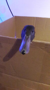 No your not coming out 
