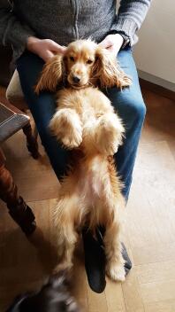 English cocker spaniel laying on person