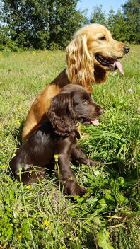 English cocker spaniels in field