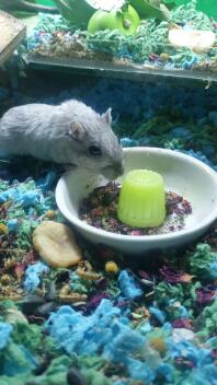 Dinner 