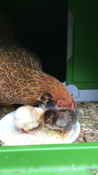 A large hen and three smaller chicks