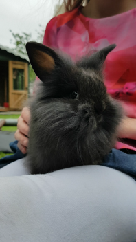 Frizzle enjoying a back scratch!