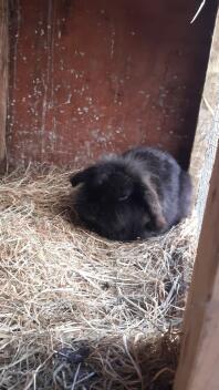 Black Mini Lop