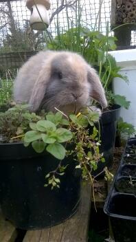 Blue harlequin mini lop buck - buddleia bunnies