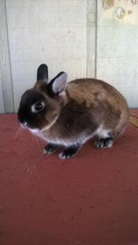 Netherland dwarf