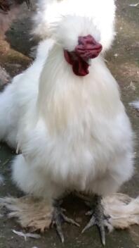 A fluffy white chicken