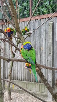 Rainbow Lorikeet