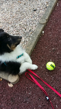 A dog next to a tennis ball