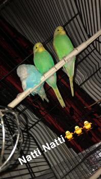 Three green and blue budgies perched on a wooden stick inside a bird cage