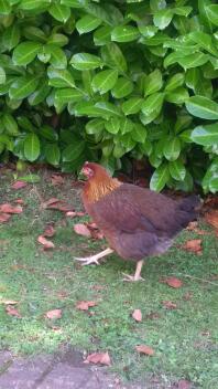 A brown and orange chicken in a garden