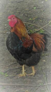 our partridge wyandotte cockerel