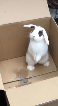 Mini Lop my Little Eddie exploring (eating) an empty box