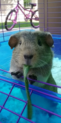 Guinea pig eating